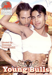 Porno Gay DVD Young Bulls