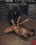 Hogtied - Contorted And Pussy Pounded Vorschau