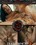 Queen Snake - Trash Whore Vorschau