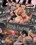 Fetish Fixations Vorschau