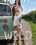 Wild Vorschau